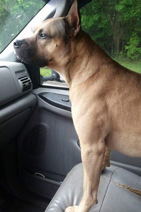 Mother of motorcycle crash victim trying to find son's dog