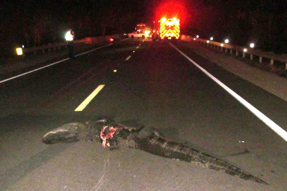 Large Alligator Wrecks Motorcyclist on Rural Florida Highway